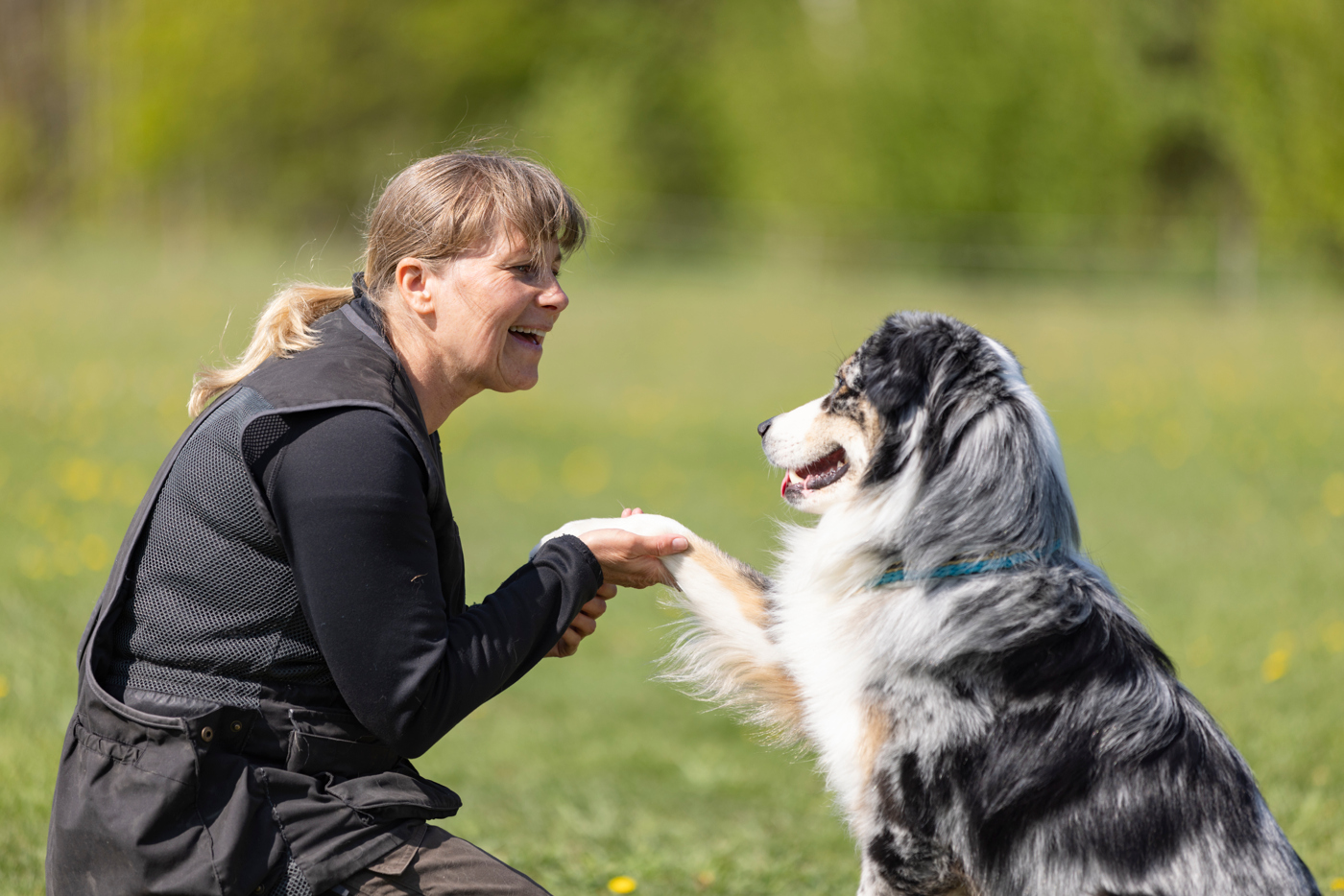 Australian Shepherd som gör vacker tass med sin matte