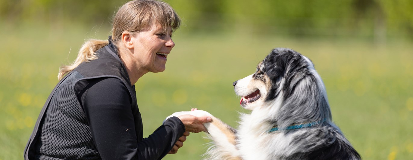 Australian Shepherd som gör vacker tass med sin matte