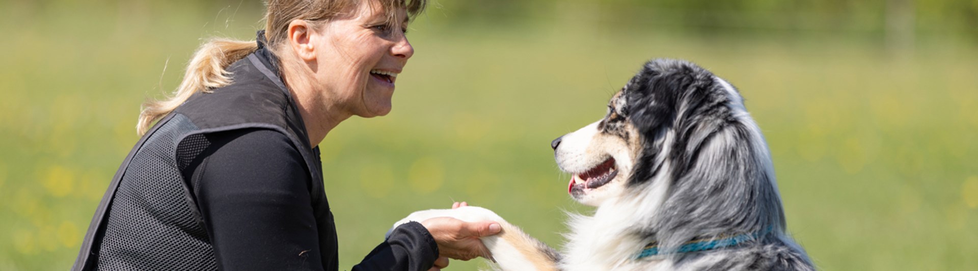 Australian Shepherd som gör vacker tass med sin matte