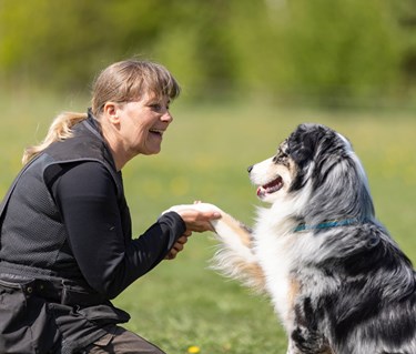 Australian Shepherd som gör vacker tass med sin matte