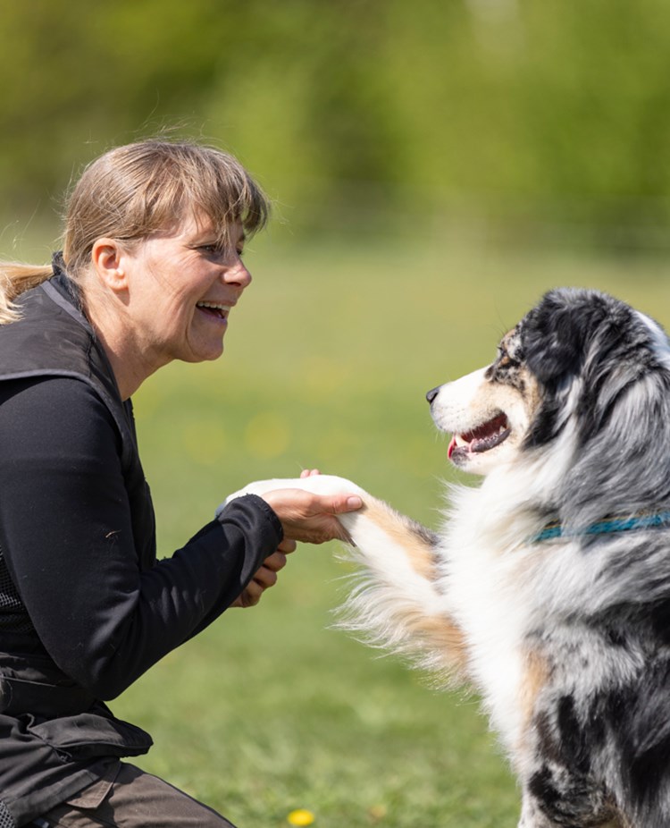 Australian Shepherd som gör vacker tass med sin matte