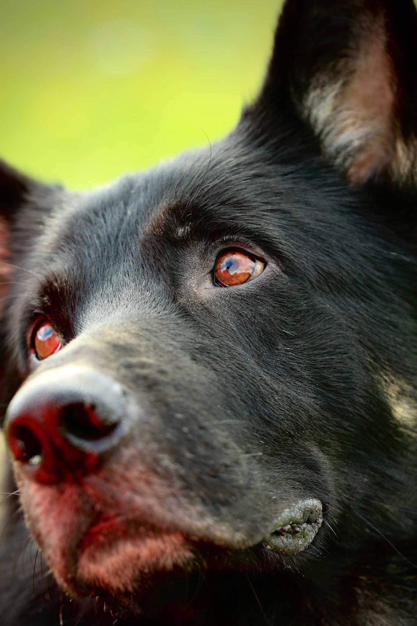 Närbild på schäferliknande hunds ansikte