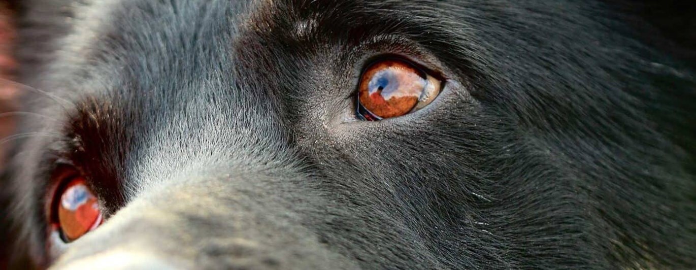 Närbild på schäferliknande hunds ansikte