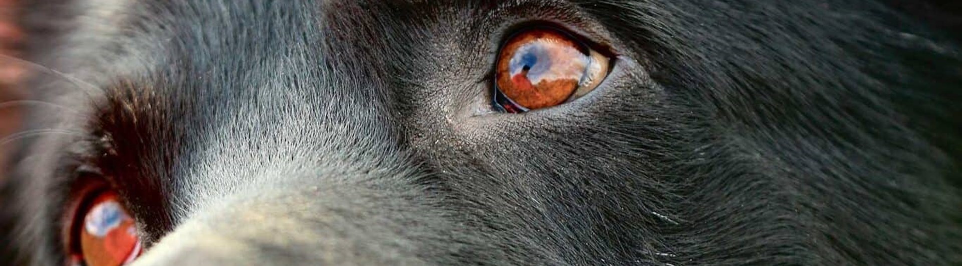 Närbild på schäferliknande hunds ansikte