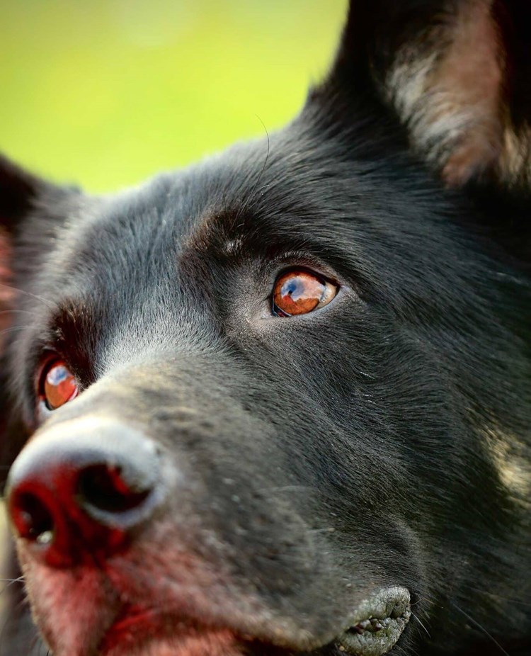 Närbild på schäferliknande hunds ansikte