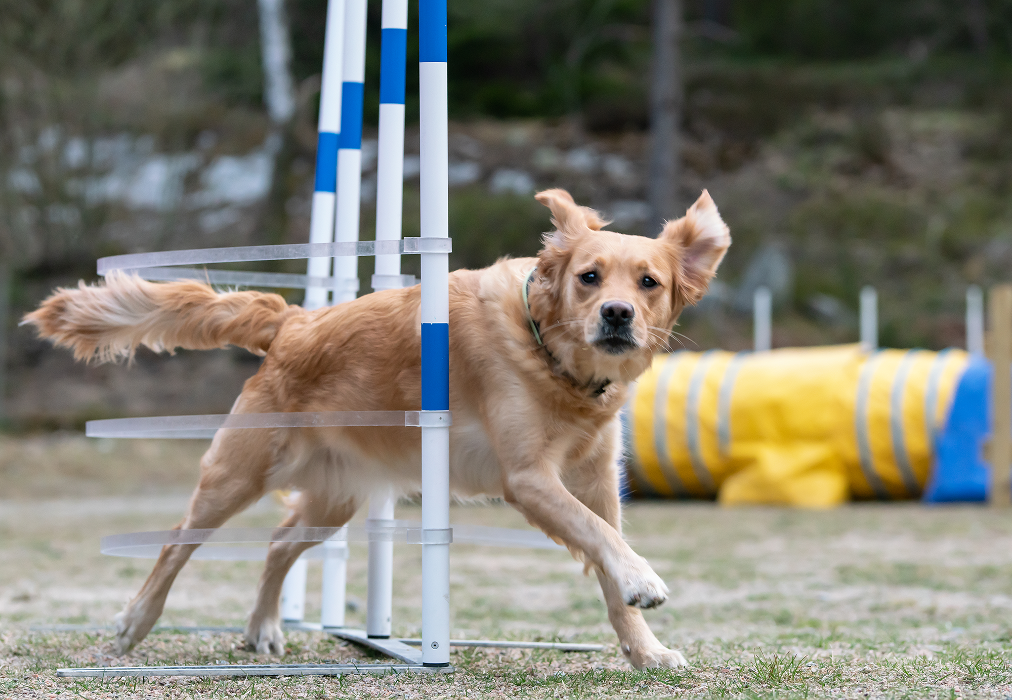 Agility - Orust Brukshundklubb