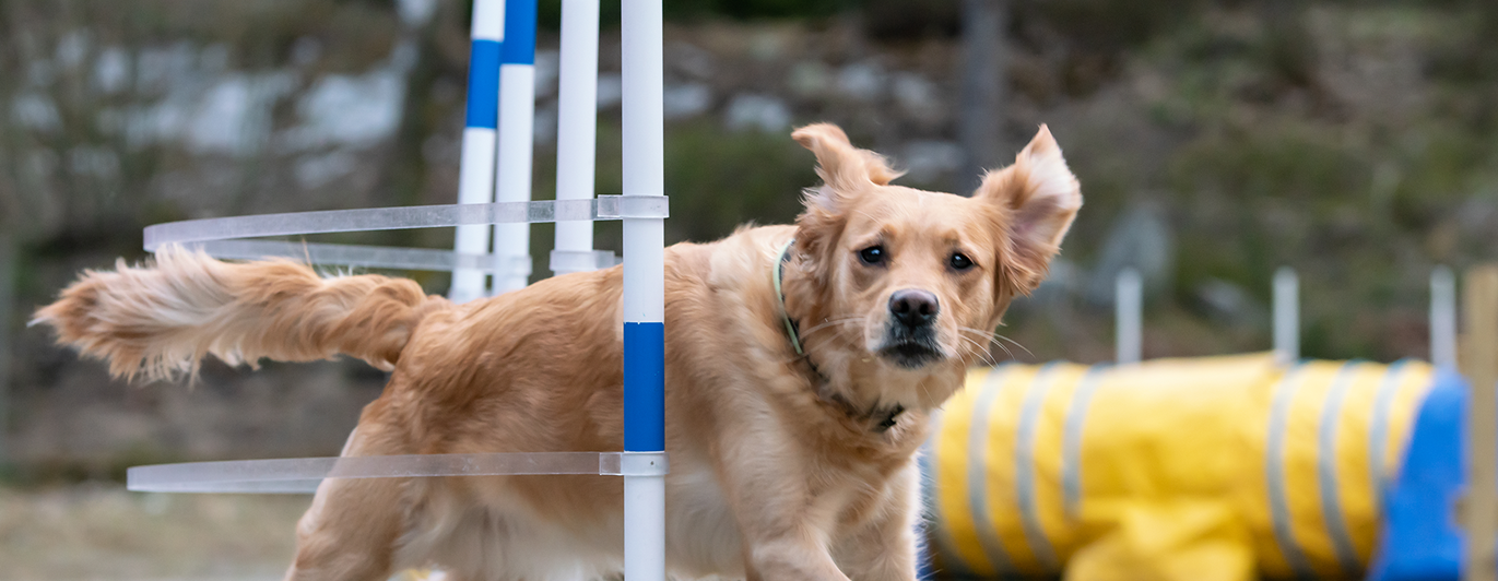 Golden retrievern Gry springer i full fart genom slalomhindret i Agility.