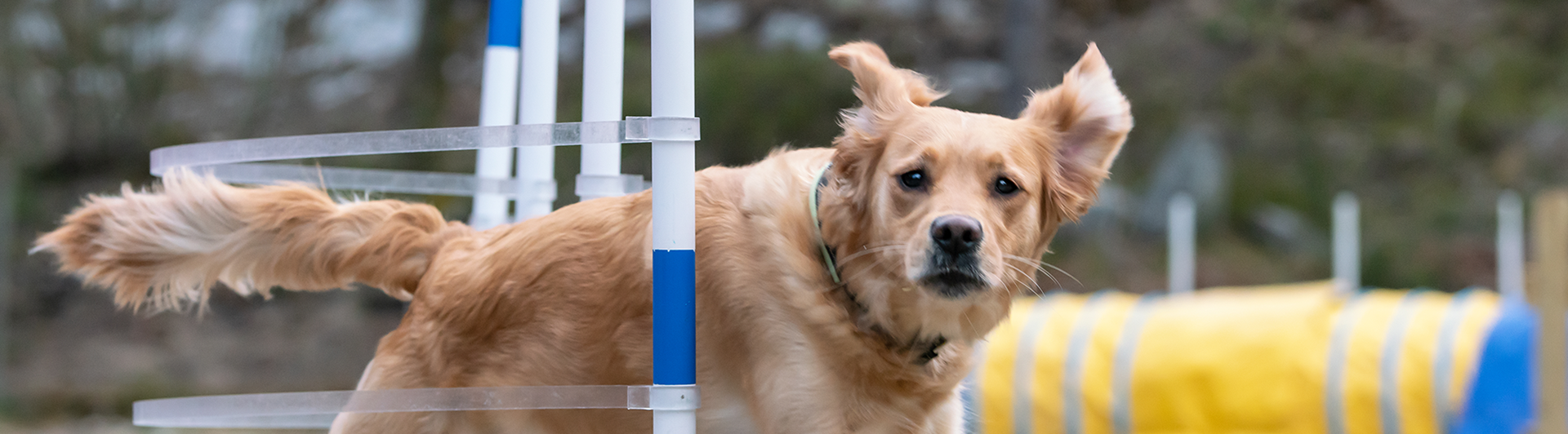 Golden retrievern Gry springer i full fart genom slalomhindret i Agility.