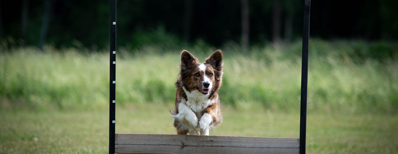 Welsh corgi cardigan som hoppar över det täckta hopphindret