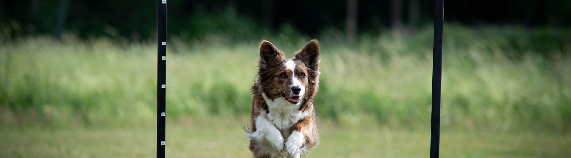 Welsh corgi cardigan som hoppar över det täckta hopphindret
