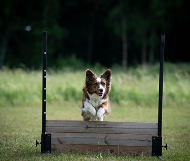 Welsh corgi cardigan som hoppar över det täckta hopphindret