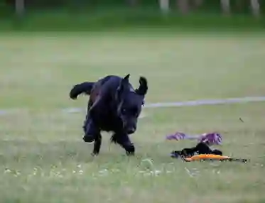 Hund springer och ska precis greppa en boll