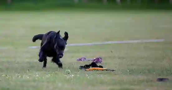 Hund springer och ska precis greppa en boll