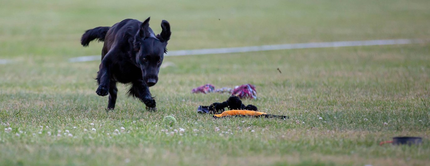 Hund springer och ska precis greppa en boll