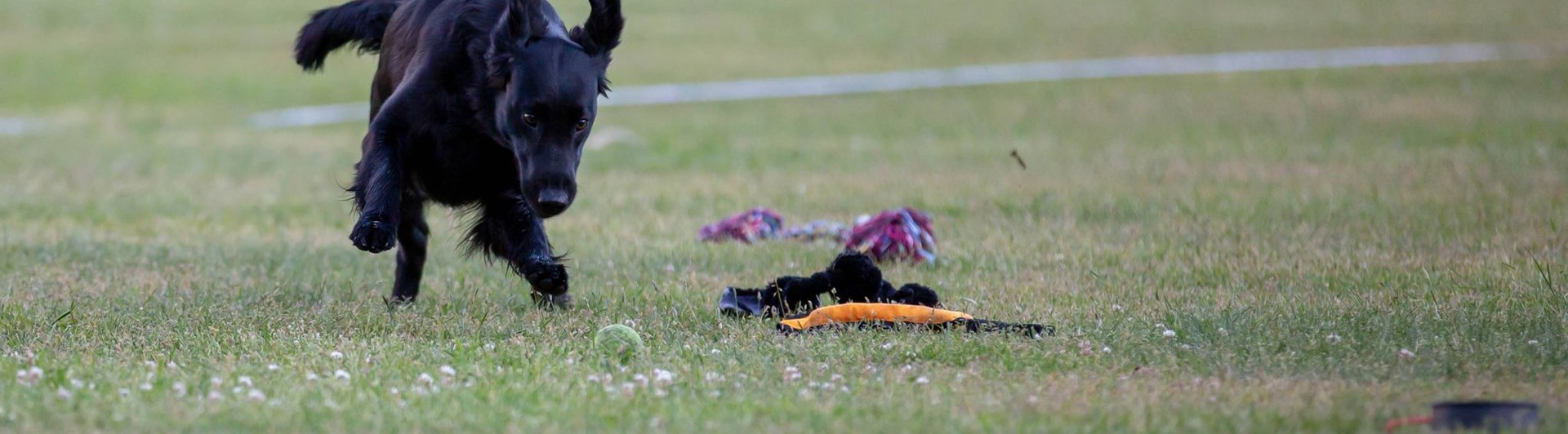 Hund springer och ska precis greppa en boll