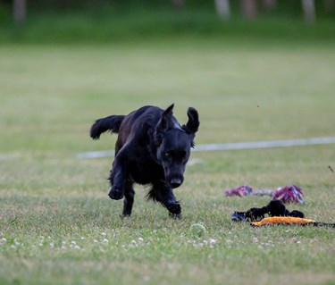 Hund springer och ska precis greppa en boll