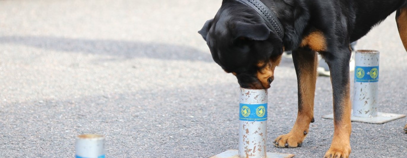 Rottweiler söker kong i urvalsbana