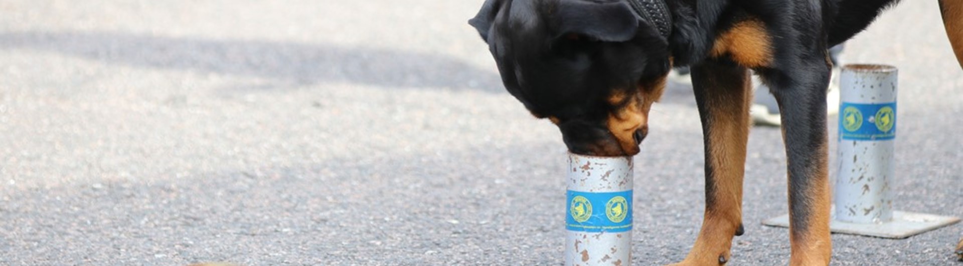 Rottweiler söker kong i urvalsbana