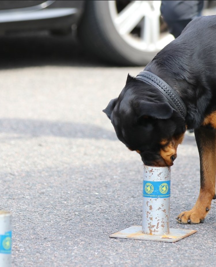 Rottweiler söker kong i urvalsbana