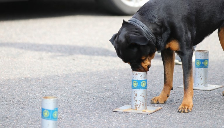 Rottweiler söker kong i urvalsbana