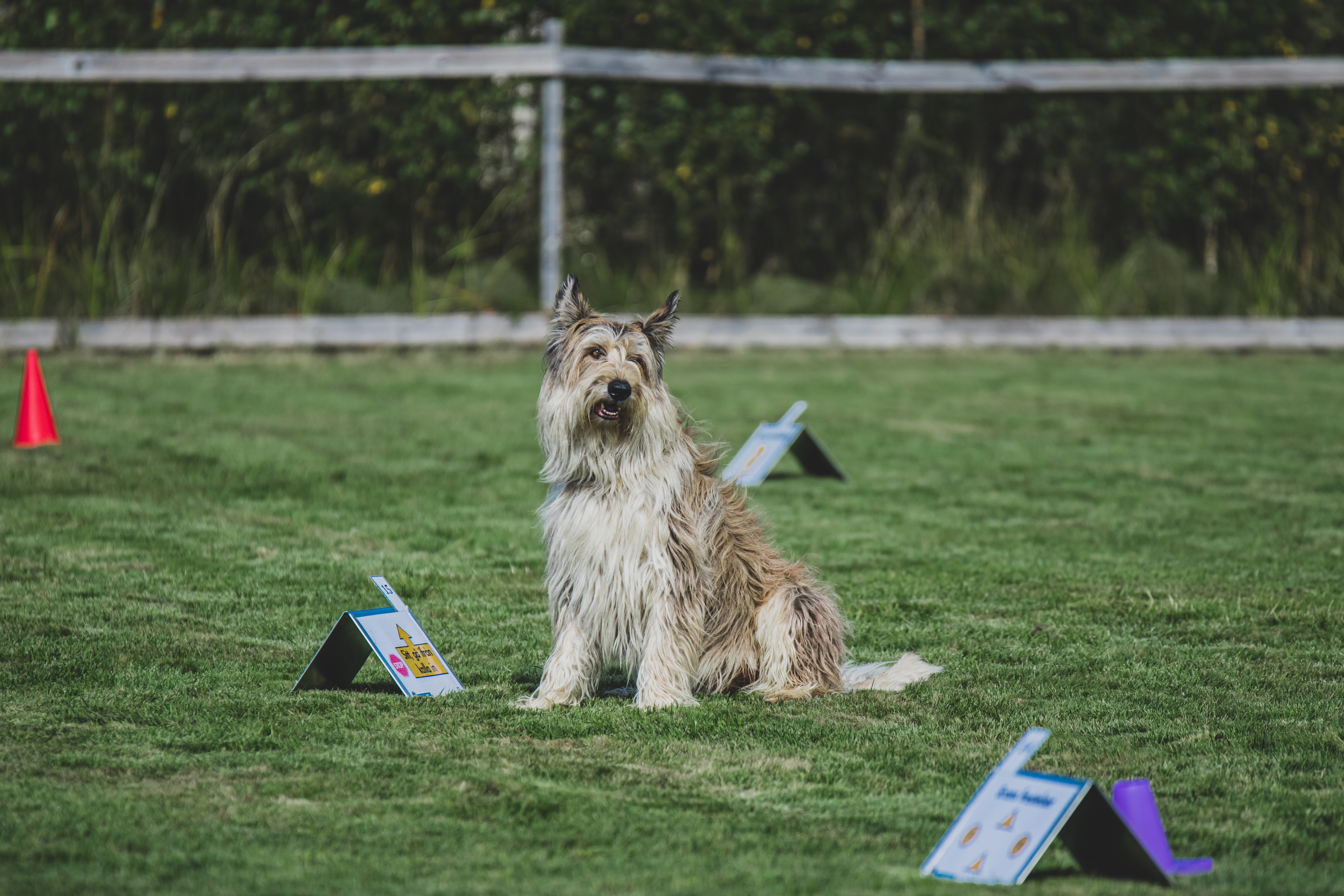 Berger Picard som tävlar rallylydnad och stannar i ett inkallningsmoment