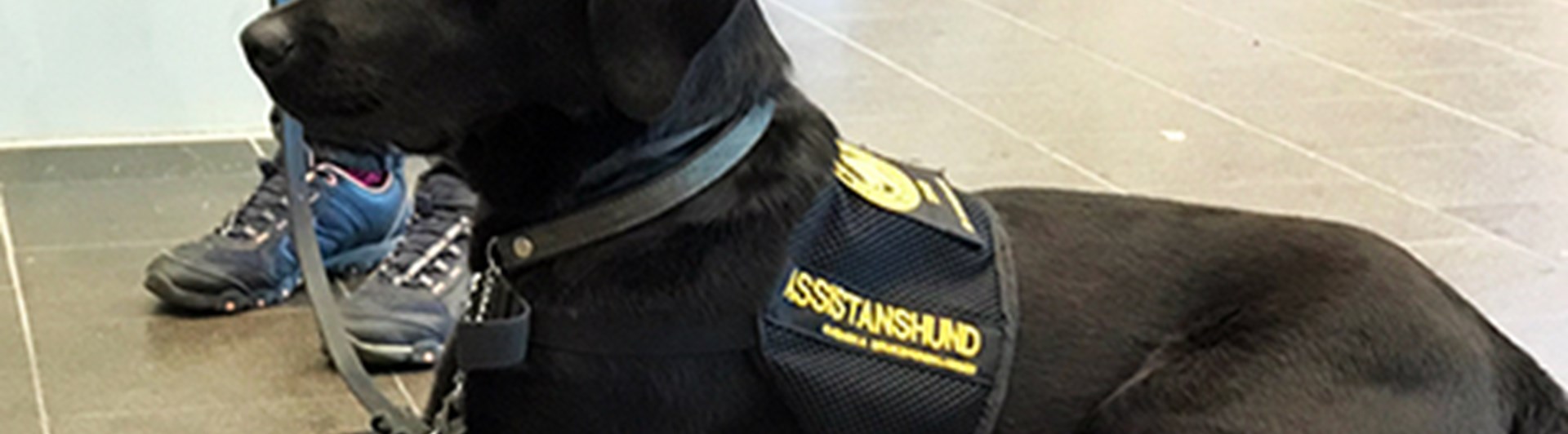 Hund som ligger lugnt