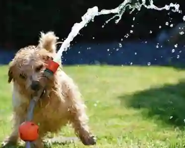 Hund leker med vattenslang