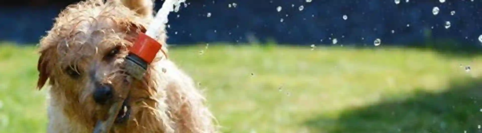 Hund leker med vattenslang