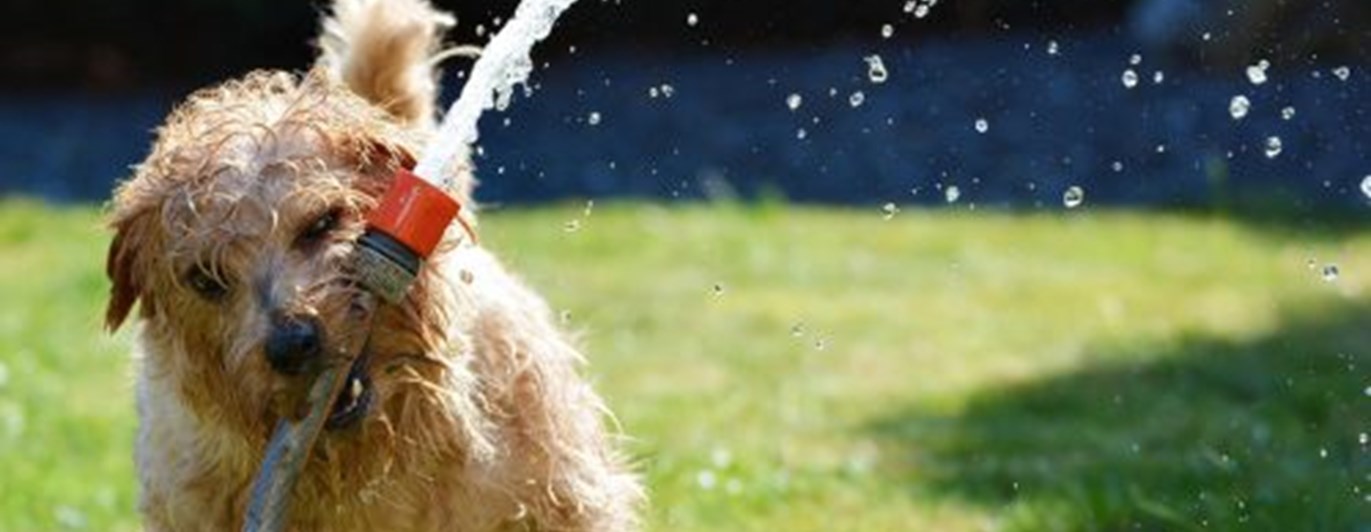 Hund leker med vattenslang