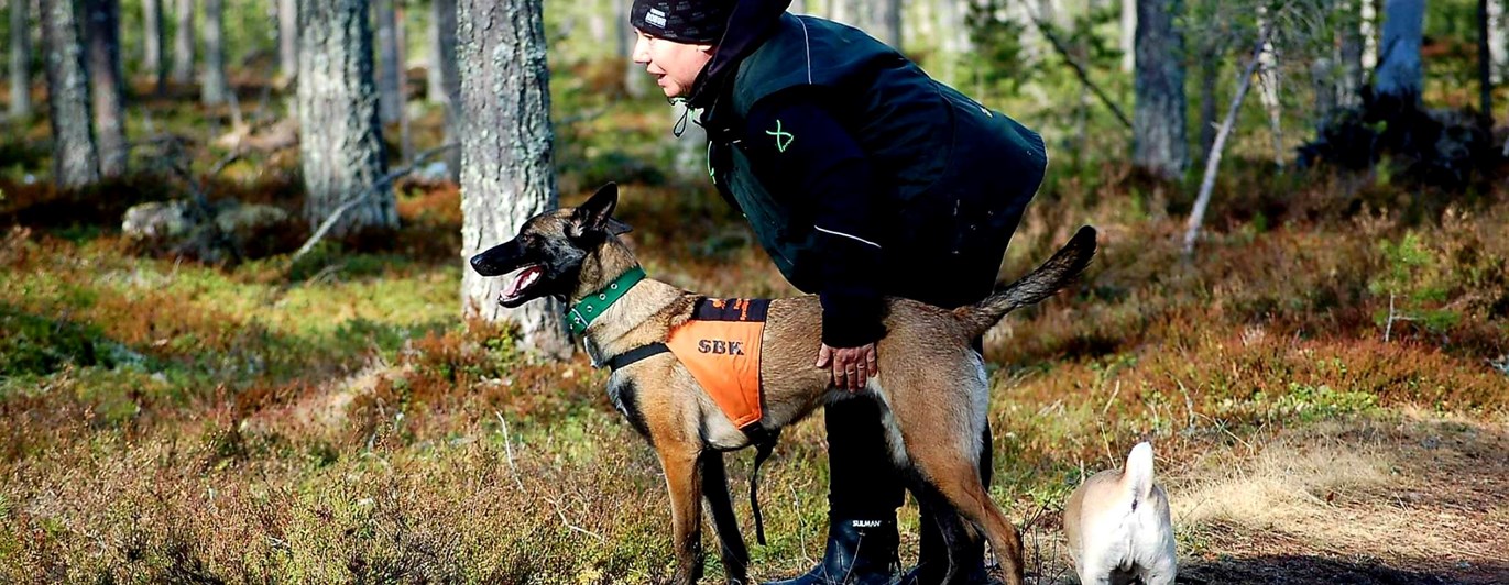 Malinois sök