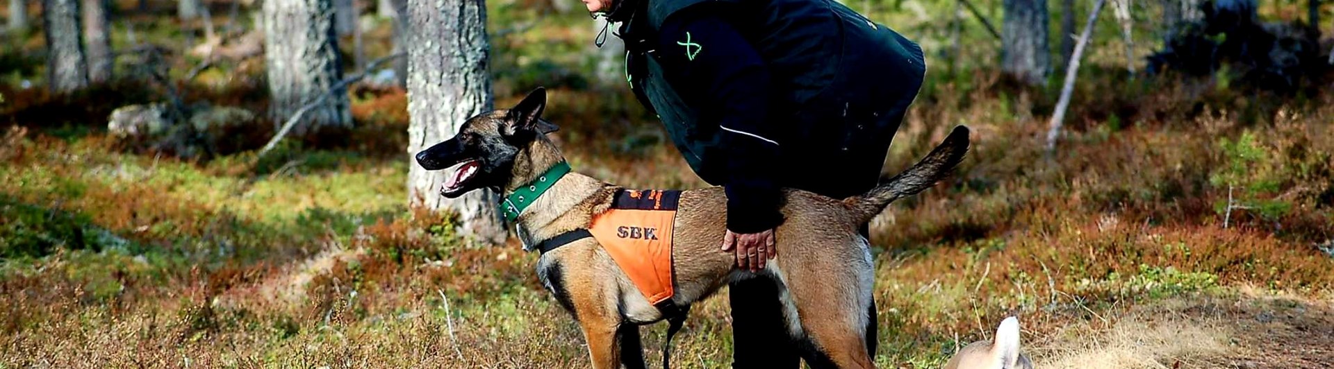 Malinois sök