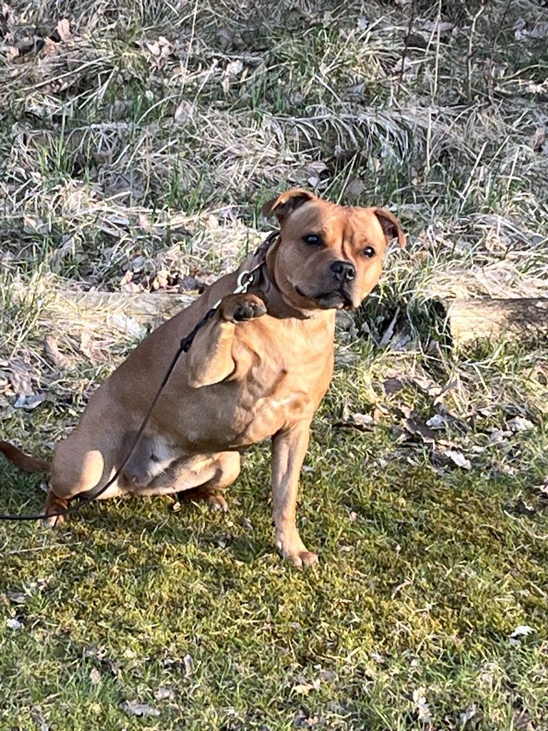 Torslanda-Öckerö Brukshundklubb