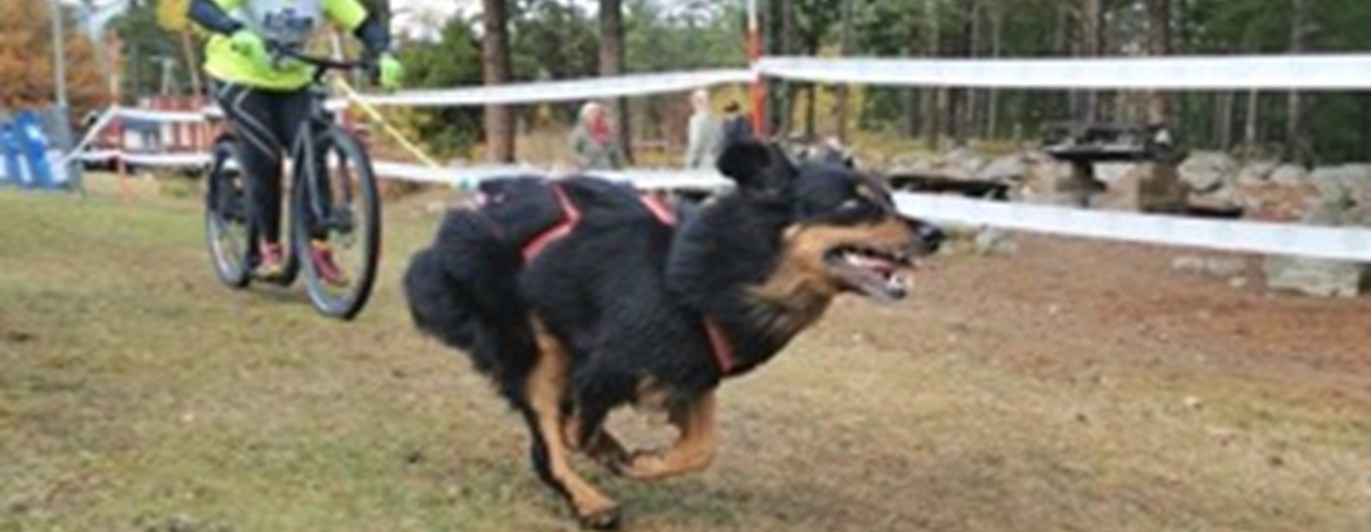 Barmarksdrag med cykel