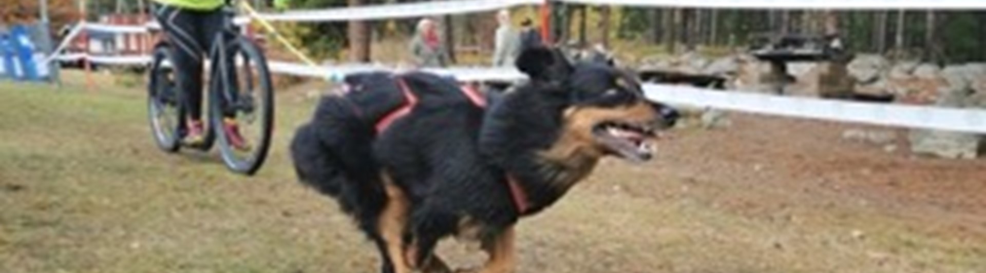 Barmarksdrag med cykel