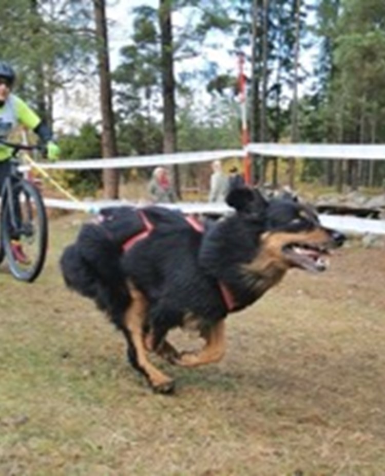 Barmarksdrag med cykel