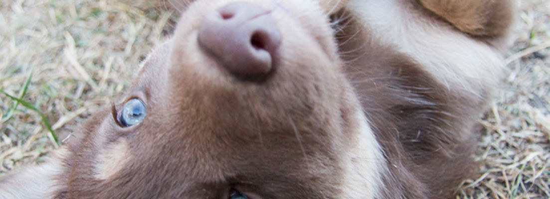 Närbild på en rödbrun hunds ansikte