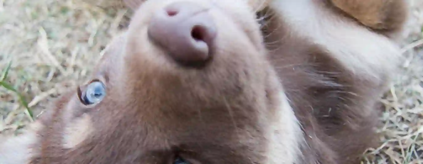 Närbild på en rödbrun hunds ansikte