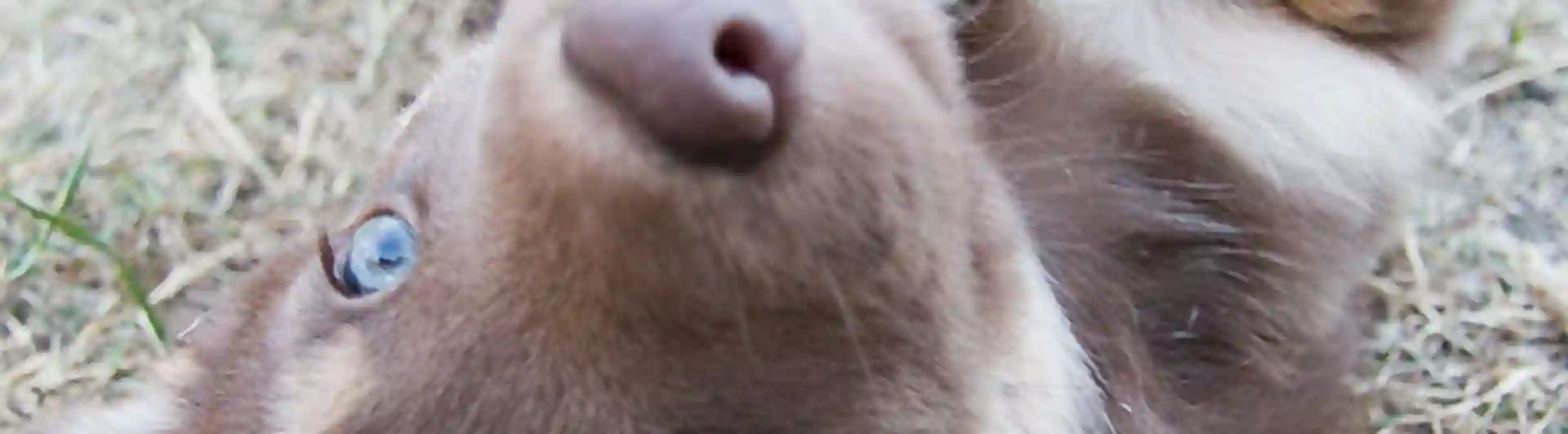 Närbild på en rödbrun hunds ansikte