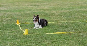 svartvit bordercollie ligger i lydnadsruta på gräsmatta