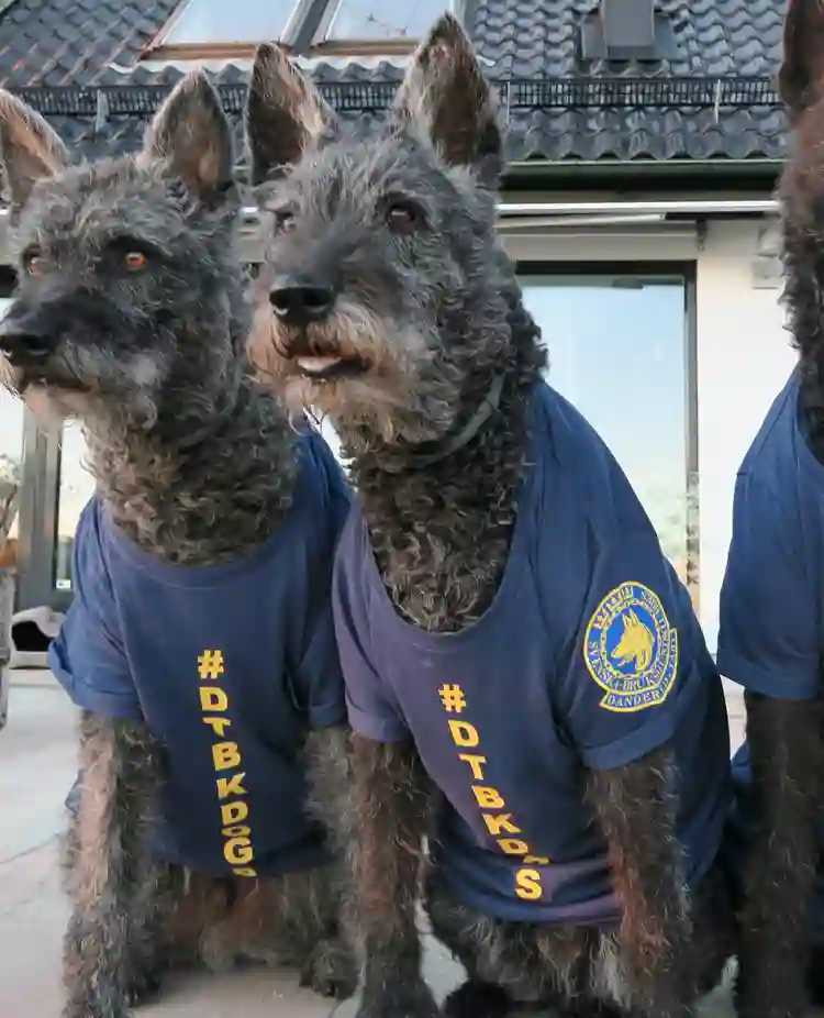 Tre stycken strävhåriga holländska herdehundar sitter bredvid varann med blå t-shirts med DTBK-loggor på