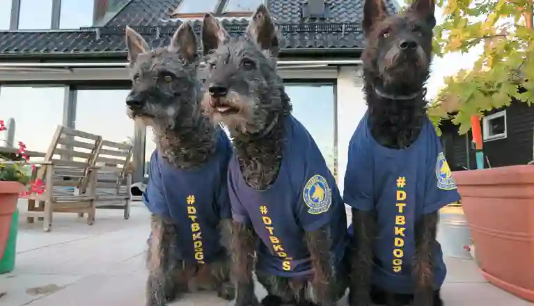 Tre stycken strävhåriga holländska herdehundar sitter bredvid varann med blå t-shirts med DTBK-loggor på