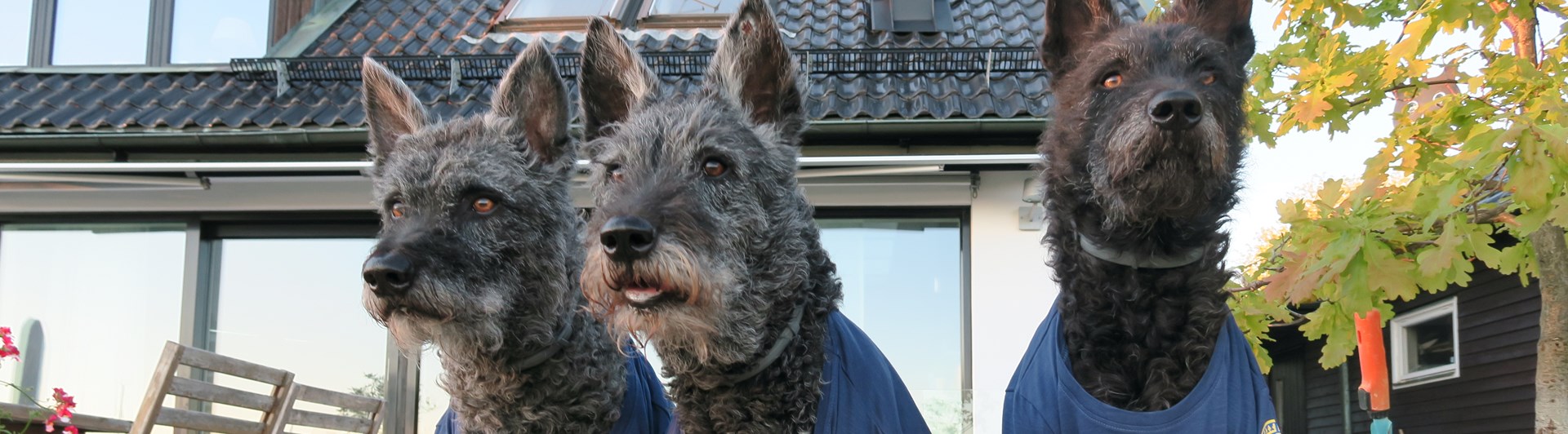Tre stycken strävhåriga holländska herdehundar sitter bredvid varann med blå t-shirts med DTBK-loggor på