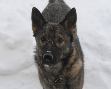 Dixi (Tysk Schäferhund) i snön