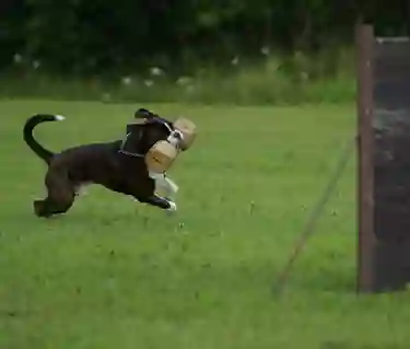 hund med apportbock som ska hoppa över ett hinder