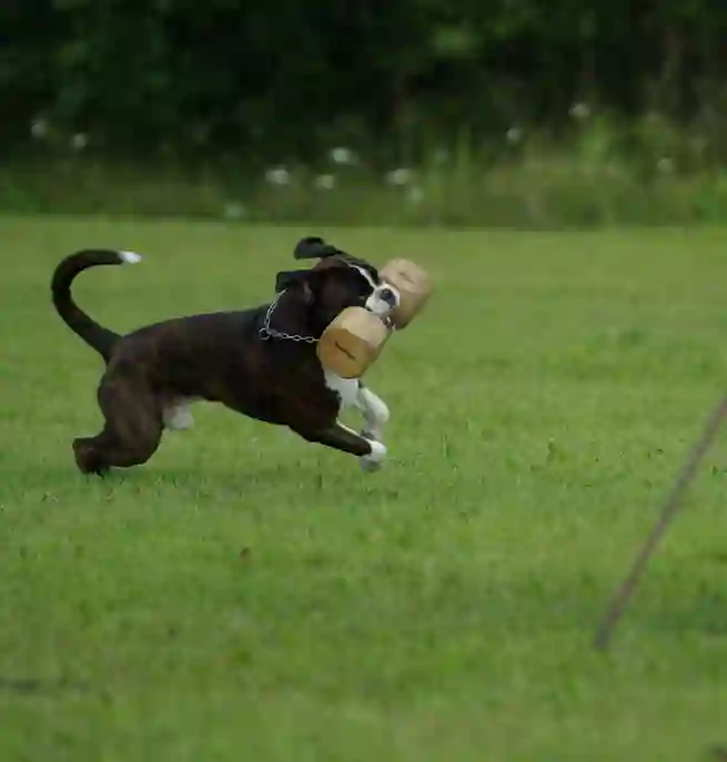 hund med apportbock som ska hoppa över ett hinder