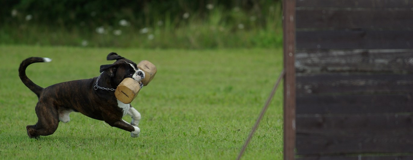 hund med apportbock som ska hoppa över ett hinder
