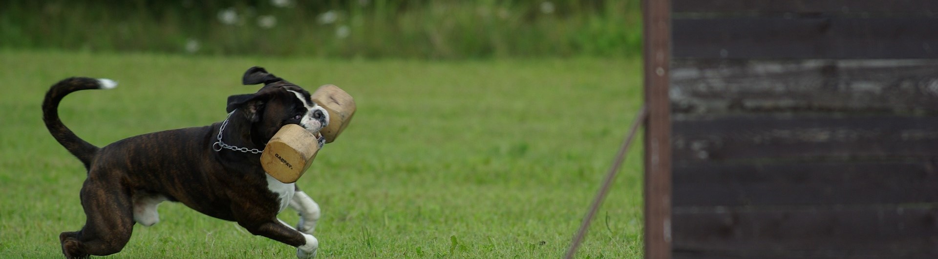 hund med apportbock som ska hoppa över ett hinder