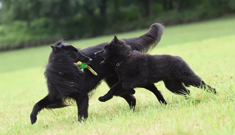 två hundar som leker