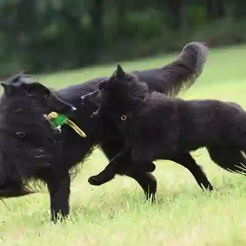 två hundar som leker