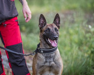 KM vinnare 2024 i Tävlingslydnad Startklass: Annika Magnusson & Blacknecks D´Xon